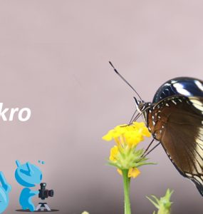 Tips dan Trik Fotografi Makro 5